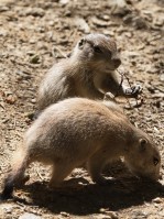 Dateiname=2017-06-08_13-26-49_Tierpark-Herberstein_7D1L2391bws.JPG
Dateigröße=919KB
Abmessungen: 1357x1810
hinzugefügt am: 13. Juni 2017 2017-06-08_13-26-49_Tierpark-Herberstein_7D1L2391bws.JPG