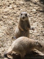 Dateiname=2017-06-08_13-26-50_Tierpark-Herberstein_7D1L2395bws.JPG
Dateigröße=918KB
Abmessungen: 1357x1810
hinzugefügt am: 13. Juni 2017 2017-06-08_13-26-50_Tierpark-Herberstein_7D1L2395bws.JPG