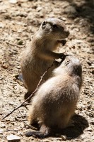 Dateiname=2017-06-08_13-26-54_Tierpark-Herberstein_7D1L2398bws.JPG
Dateigröße=1077KB
Abmessungen: 1280x1920
hinzugefügt am: 13. Juni 2017 2017-06-08_13-26-54_Tierpark-Herberstein_7D1L2398bws.JPG