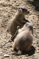 Dateiname=2017-06-08_13-26-54_Tierpark-Herberstein_7D1L2401bws.JPG
Dateigröße=1052KB
Abmessungen: 1280x1920
hinzugefügt am: 13. Juni 2017 2017-06-08_13-26-54_Tierpark-Herberstein_7D1L2401bws.JPG