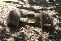 Dateiname=2017-06-08_13-27-36_Tierpark-Herberstein_7D1L2409bws.JPG
Dateigröße=907KB
Abmessungen: 1920x1280
hinzugefügt am: 13. Juni 2017 2017-06-08_13-27-36_Tierpark-Herberstein_7D1L2409bws.JPG