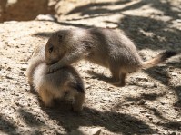 Dateiname=2017-06-08_13-27-38_Tierpark-Herberstein_7D1L2412bws.JPG
Dateigröße=1020KB
Abmessungen: 1810x1357
hinzugefügt am: 13. Juni 2017 2017-06-08_13-27-38_Tierpark-Herberstein_7D1L2412bws.JPG