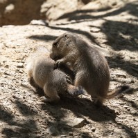 Dateiname=2017-06-08_13-27-38_Tierpark-Herberstein_7D1L2414bws.JPG
Dateigröße=924KB
Abmessungen: 1567x1568
hinzugefügt am: 13. Juni 2017 2017-06-08_13-27-38_Tierpark-Herberstein_7D1L2414bws.JPG