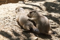 Dateiname=2017-06-08_13-27-39_Tierpark-Herberstein_7D1L2415bws.JPG
Dateigröße=1038KB
Abmessungen: 1920x1280
hinzugefügt am: 13. Juni 2017 2017-06-08_13-27-39_Tierpark-Herberstein_7D1L2415bws.JPG