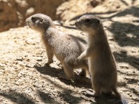 Dateiname=2017-06-08_13-27-40_Tierpark-Herberstein_7D1L2421bws.JPG
Dateigröße=919KB
Abmessungen: 1810x1357
hinzugefügt am: 13. Juni 2017 2017-06-08_13-27-40_Tierpark-Herberstein_7D1L2421bws.JPG