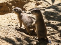 Dateiname=2017-06-08_13-27-41_Tierpark-Herberstein_7D1L2422bws.JPG
Dateigröße=1000KB
Abmessungen: 1810x1357
hinzugefügt am: 13. Juni 2017 2017-06-08_13-27-41_Tierpark-Herberstein_7D1L2422bws.JPG