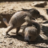 Dateiname=2017-06-08_13-27-57_Tierpark-Herberstein_7D1L2431bws.JPG
Dateigröße=810KB
Abmessungen: 1567x1567
hinzugefügt am: 13. Juni 2017 2017-06-08_13-27-57_Tierpark-Herberstein_7D1L2431bws.JPG