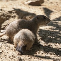 Dateiname=2017-06-08_13-27-57_Tierpark-Herberstein_7D1L2433bws.JPG
Dateigröße=808KB
Abmessungen: 1567x1567
hinzugefügt am: 13. Juni 2017 2017-06-08_13-27-57_Tierpark-Herberstein_7D1L2433bws.JPG