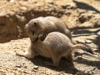 Dateiname=2017-06-08_13-28-01_Tierpark-Herberstein_7D1L2435bws.JPG
Dateigröße=1014KB
Abmessungen: 1810x1357
hinzugefügt am: 13. Juni 2017 2017-06-08_13-28-01_Tierpark-Herberstein_7D1L2435bws.JPG