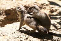 Dateiname=2017-06-08_13-28-01_Tierpark-Herberstein_7D1L2436bws.JPG
Dateigröße=935KB
Abmessungen: 1920x1280
hinzugefügt am: 13. Juni 2017 2017-06-08_13-28-01_Tierpark-Herberstein_7D1L2436bws.JPG