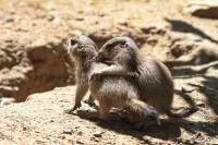 Dateiname=2017-06-08_13-28-02_Tierpark-Herberstein_7D1L2439bws.JPG
Dateigröße=970KB
Abmessungen: 1920x1280
hinzugefügt am: 13. Juni 2017 2017-06-08_13-28-02_Tierpark-Herberstein_7D1L2439bws.JPG