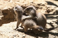 Dateiname=2017-06-08_13-28-02_Tierpark-Herberstein_7D1L2441bws.JPG
Dateigröße=983KB
Abmessungen: 1920x1280
hinzugefügt am: 13. Juni 2017 2017-06-08_13-28-02_Tierpark-Herberstein_7D1L2441bws.JPG