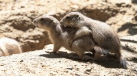 Dateiname=2017-06-08_13-28-05_Tierpark-Herberstein_7D1L2446bws.JPG
Dateigröße=1007KB
Abmessungen: 2090x1176
hinzugefügt am: 13. Juni 2017 2017-06-08_13-28-05_Tierpark-Herberstein_7D1L2446bws.JPG