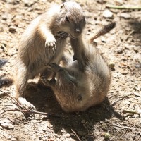 Dateiname=2017-06-08_13-28-26_Tierpark-Herberstein_7D1L2451bws.JPG
Dateigröße=1000KB
Abmessungen: 1567x1567
hinzugefügt am: 13. Juni 2017 2017-06-08_13-28-26_Tierpark-Herberstein_7D1L2451bws.JPG
