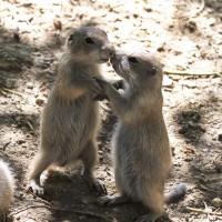 Dateiname=2017-06-08_13-28-31_Tierpark-Herberstein_7D1L2460bws.JPG
Dateigröße=957KB
Abmessungen: 1567x1567
hinzugefügt am: 13. Juni 2017 2017-06-08_13-28-31_Tierpark-Herberstein_7D1L2460bws.JPG