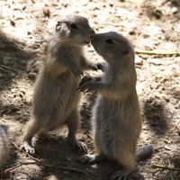 Dateiname=2017-06-08_13-28-31_Tierpark-Herberstein_7D1L2461bws.JPG
Dateigröße=864KB
Abmessungen: 1567x1567
hinzugefügt am: 13. Juni 2017 2017-06-08_13-28-31_Tierpark-Herberstein_7D1L2461bws.JPG