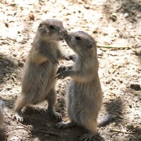 Dateiname=2017-06-08_13-28-31_Tierpark-Herberstein_7D1L2462bws.JPG
Dateigröße=1015KB
Abmessungen: 1567x1567
hinzugefügt am: 13. Juni 2017 2017-06-08_13-28-31_Tierpark-Herberstein_7D1L2462bws.JPG