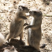Dateiname=2017-06-08_13-28-33_Tierpark-Herberstein_7D1L2466bws.JPG
Dateigröße=988KB
Abmessungen: 1567x1567
hinzugefügt am: 13. Juni 2017 2017-06-08_13-28-33_Tierpark-Herberstein_7D1L2466bws.JPG