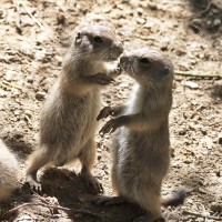 Dateiname=2017-06-08_13-28-34_Tierpark-Herberstein_7D1L2467bws.JPG
Dateigröße=1082KB
Abmessungen: 1567x1567
hinzugefügt am: 13. Juni 2017 2017-06-08_13-28-34_Tierpark-Herberstein_7D1L2467bws.JPG