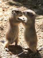 Dateiname=2017-06-08_13-28-38_Tierpark-Herberstein_7D1L2472bws.JPG
Dateigröße=1012KB
Abmessungen: 1358x1810
hinzugefügt am: 13. Juni 2017 2017-06-08_13-28-38_Tierpark-Herberstein_7D1L2472bws.JPG