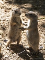 Dateiname=2017-06-08_13-28-39_Tierpark-Herberstein_7D1L2475bws.JPG
Dateigröße=929KB
Abmessungen: 1357x1810
hinzugefügt am: 13. Juni 2017 2017-06-08_13-28-39_Tierpark-Herberstein_7D1L2475bws.JPG