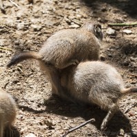 Dateiname=2017-06-08_13-28-42_Tierpark-Herberstein_7D1L2477bws.JPG
Dateigröße=1105KB
Abmessungen: 1567x1567
hinzugefügt am: 13. Juni 2017 2017-06-08_13-28-42_Tierpark-Herberstein_7D1L2477bws.JPG