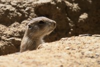 Dateiname=2017-06-08_13-29-29_Tierpark-Herberstein_7D1L2478bws.JPG
Dateigröße=672KB
Abmessungen: 1920x1280
hinzugefügt am: 13. Juni 2017 2017-06-08_13-29-29_Tierpark-Herberstein_7D1L2478bws.JPG