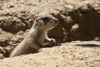 Dateiname=2017-06-08_13-29-31_Tierpark-Herberstein_7D1L2483bws.JPG
Dateigröße=756KB
Abmessungen: 1920x1280
hinzugefügt am: 13. Juni 2017 2017-06-08_13-29-31_Tierpark-Herberstein_7D1L2483bws.JPG