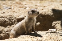 Dateiname=2017-06-08_13-29-34_Tierpark-Herberstein_7D1L2489bws.JPG
Dateigröße=730KB
Abmessungen: 1920x1280
hinzugefügt am: 13. Juni 2017 2017-06-08_13-29-34_Tierpark-Herberstein_7D1L2489bws.JPG