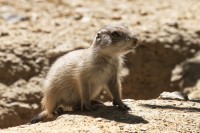 Dateiname=2017-06-08_13-29-38_Tierpark-Herberstein_7D1L2492bws.JPG
Dateigröße=775KB
Abmessungen: 1920x1280
hinzugefügt am: 13. Juni 2017 2017-06-08_13-29-38_Tierpark-Herberstein_7D1L2492bws.JPG