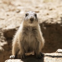 Dateiname=2017-06-08_13-29-42_Tierpark-Herberstein_7D1L2494bws.JPG
Dateigröße=640KB
Abmessungen: 1567x1567
hinzugefügt am: 13. Juni 2017 2017-06-08_13-29-42_Tierpark-Herberstein_7D1L2494bws.JPG