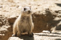 Dateiname=2017-06-08_13-29-44_Tierpark-Herberstein_7D1L2496bws.JPG
Dateigröße=708KB
Abmessungen: 1920x1280
hinzugefügt am: 13. Juni 2017 2017-06-08_13-29-44_Tierpark-Herberstein_7D1L2496bws.JPG