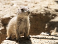 Dateiname=2017-06-08_13-29-46_Tierpark-Herberstein_7D1L2501bws.JPG
Dateigröße=748KB
Abmessungen: 1810x1358
hinzugefügt am: 13. Juni 2017 2017-06-08_13-29-46_Tierpark-Herberstein_7D1L2501bws.JPG