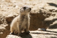 Dateiname=2017-06-08_13-29-48_Tierpark-Herberstein_7D1L2510bws.JPG
Dateigröße=727KB
Abmessungen: 1919x1280
hinzugefügt am: 13. Juni 2017 2017-06-08_13-29-48_Tierpark-Herberstein_7D1L2510bws.JPG