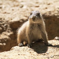 Dateiname=2017-06-08_13-29-58_Tierpark-Herberstein_7D1L2525bws.JPG
Dateigröße=739KB
Abmessungen: 1567x1568
hinzugefügt am: 13. Juni 2017 2017-06-08_13-29-58_Tierpark-Herberstein_7D1L2525bws.JPG
