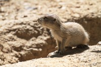 Dateiname=2017-06-08_13-30-00_Tierpark-Herberstein_7D1L2530bws.JPG
Dateigröße=737KB
Abmessungen: 1920x1280
hinzugefügt am: 13. Juni 2017 2017-06-08_13-30-00_Tierpark-Herberstein_7D1L2530bws.JPG