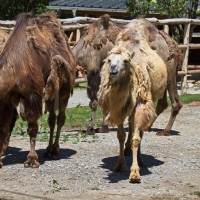 Dateiname=2017-06-08_13-33-53_Tierpark-Herberstein_7D1L2535bws.JPG
Dateigröße=1230KB
Abmessungen: 1567x1567
hinzugefügt am: 13. Juni 2017 2017-06-08_13-33-53_Tierpark-Herberstein_7D1L2535bws.JPG