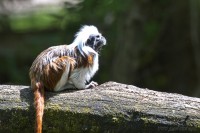 Dateiname=2017-06-08_13-41-44_Tierpark-Herberstein_7D1L2540bws.JPG
Dateigröße=979KB
Abmessungen: 1920x1280
hinzugefügt am: 13. Juni 2017 2017-06-08_13-41-44_Tierpark-Herberstein_7D1L2540bws.JPG