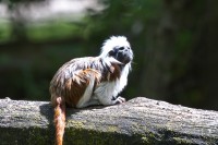Dateiname=2017-06-08_13-41-46_Tierpark-Herberstein_7D1L2546bws.JPG
Dateigröße=950KB
Abmessungen: 1920x1280
hinzugefügt am: 13. Juni 2017 2017-06-08_13-41-46_Tierpark-Herberstein_7D1L2546bws.JPG