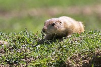 Dateiname=2017-06-08_13-47-07_Tierpark-Herberstein_7D1L2557bws.JPG
Dateigröße=1071KB
Abmessungen: 1920x1280
hinzugefügt am: 13. Juni 2017 2017-06-08_13-47-07_Tierpark-Herberstein_7D1L2557bws.JPG