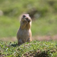 Dateiname=2017-06-08_13-47-13_Tierpark-Herberstein_7D1L2559bws.JPG
Dateigröße=849KB
Abmessungen: 1567x1567
hinzugefügt am: 13. Juni 2017 2017-06-08_13-47-13_Tierpark-Herberstein_7D1L2559bws.JPG