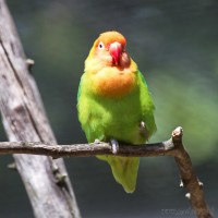 Dateiname=2017-06-08_14-02-56_Tierpark-Herberstein_7D1L2699bws.JPG
Dateigröße=535KB
Abmessungen: 1567x1567
hinzugefügt am: 13. Juni 2017 2017-06-08_14-02-56_Tierpark-Herberstein_7D1L2699bws.JPG