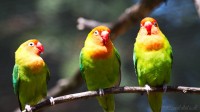 Dateiname=2017-06-08_14-02-59_Tierpark-Herberstein_7D1L2703bws.JPG
Dateigröße=545KB
Abmessungen: 2090x1176
hinzugefügt am: 13. Juni 2017 2017-06-08_14-02-59_Tierpark-Herberstein_7D1L2703bws.JPG