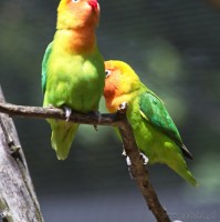 Dateiname=2017-06-08_14-03-15_Tierpark-Herberstein_7D1L2712bws.JPG
Dateigröße=526KB
Abmessungen: 1567x1568
hinzugefügt am: 13. Juni 2017 2017-06-08_14-03-15_Tierpark-Herberstein_7D1L2712bws.JPG