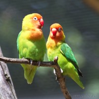 Dateiname=2017-06-08_14-03-19_Tierpark-Herberstein_7D1L2716bws.JPG
Dateigröße=556KB
Abmessungen: 1567x1567
hinzugefügt am: 13. Juni 2017 2017-06-08_14-03-19_Tierpark-Herberstein_7D1L2716bws.JPG