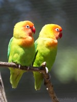 Dateiname=2017-06-08_14-03-43_Tierpark-Herberstein_7D1L2720bws.JPG
Dateigröße=521KB
Abmessungen: 1358x1810
hinzugefügt am: 13. Juni 2017 2017-06-08_14-03-43_Tierpark-Herberstein_7D1L2720bws.JPG
