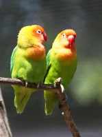 Dateiname=2017-06-08_14-03-45_Tierpark-Herberstein_7D1L2722bws.JPG
Dateigröße=496KB
Abmessungen: 1357x1810
hinzugefügt am: 13. Juni 2017 2017-06-08_14-03-45_Tierpark-Herberstein_7D1L2722bws.JPG