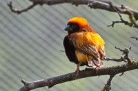 Dateiname=2017-06-08_14-05-36_Tierpark-Herberstein_7D1L2768bws.JPG
Dateigröße=790KB
Abmessungen: 1920x1280
hinzugefügt am: 13. Juni 2017 2017-06-08_14-05-36_Tierpark-Herberstein_7D1L2768bws.JPG