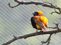 Dateiname=2017-06-08_14-05-38_Tierpark-Herberstein_7D1L2770bws.JPG
Dateigröße=825KB
Abmessungen: 1810x1357
hinzugefügt am: 13. Juni 2017 2017-06-08_14-05-38_Tierpark-Herberstein_7D1L2770bws.JPG