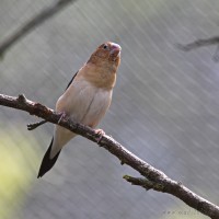 Dateiname=2017-06-08_14-05-49_Tierpark-Herberstein_7D1L2774bws.JPG
Dateigröße=663KB
Abmessungen: 1567x1567
hinzugefügt am: 13. Juni 2017 2017-06-08_14-05-49_Tierpark-Herberstein_7D1L2774bws.JPG